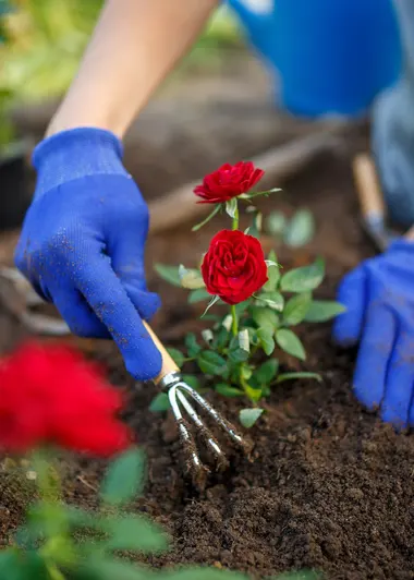 QUELLES PLANTES POUR MON JARDIN