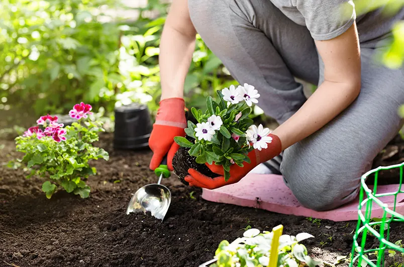 QUELLES PLANTES POUR MON JARDIN