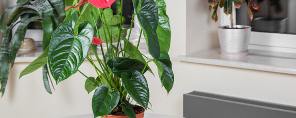 rempotage d’un anthurium